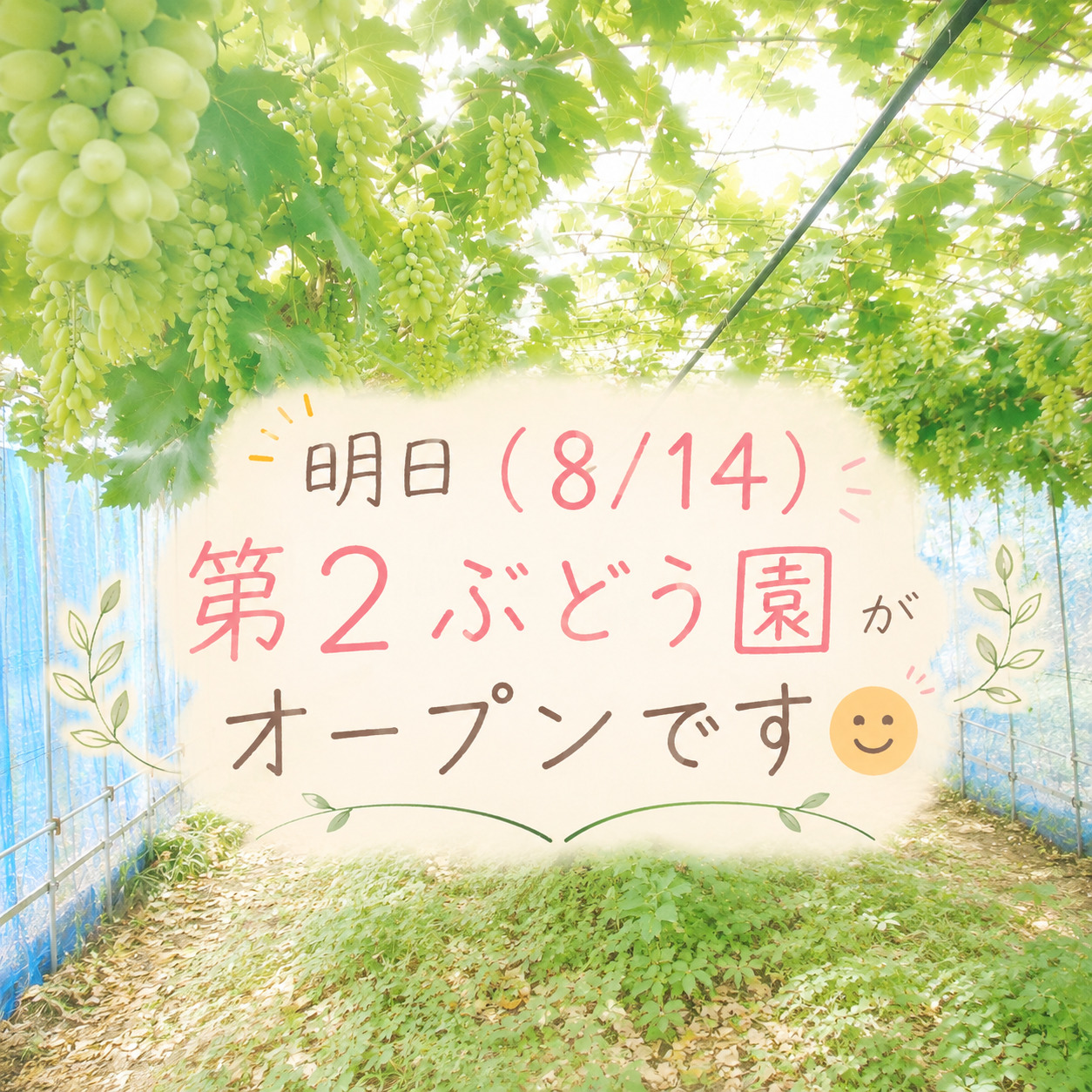 8/14(金)第2ぶどう園オープンします✨ | ヤマサファーム（ヤマサ園芸